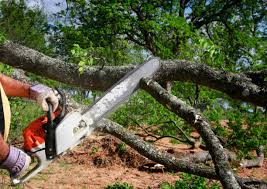 Best Hazardous Tree Removal  in Battlement Mesa, CO