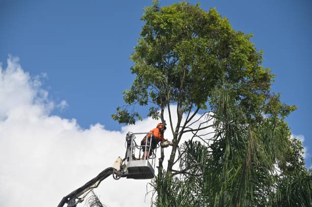 Best Storm Damage Tree Cleanup  in Battlement Mesa, CO