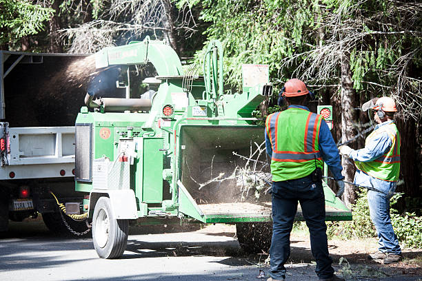 Best Utility Line Clearance  in Battlement Mesa, CO