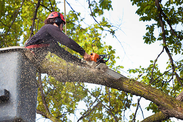 Best Tree Removal  in Battlement Mesa, CO