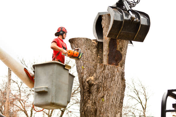  Battlement Mesa, CO Tree Care Pros