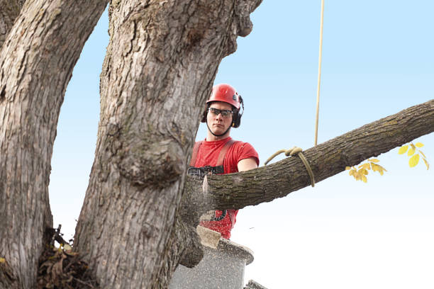 Best Tree Maintenance Programs  in Battlement Mesa, CO
